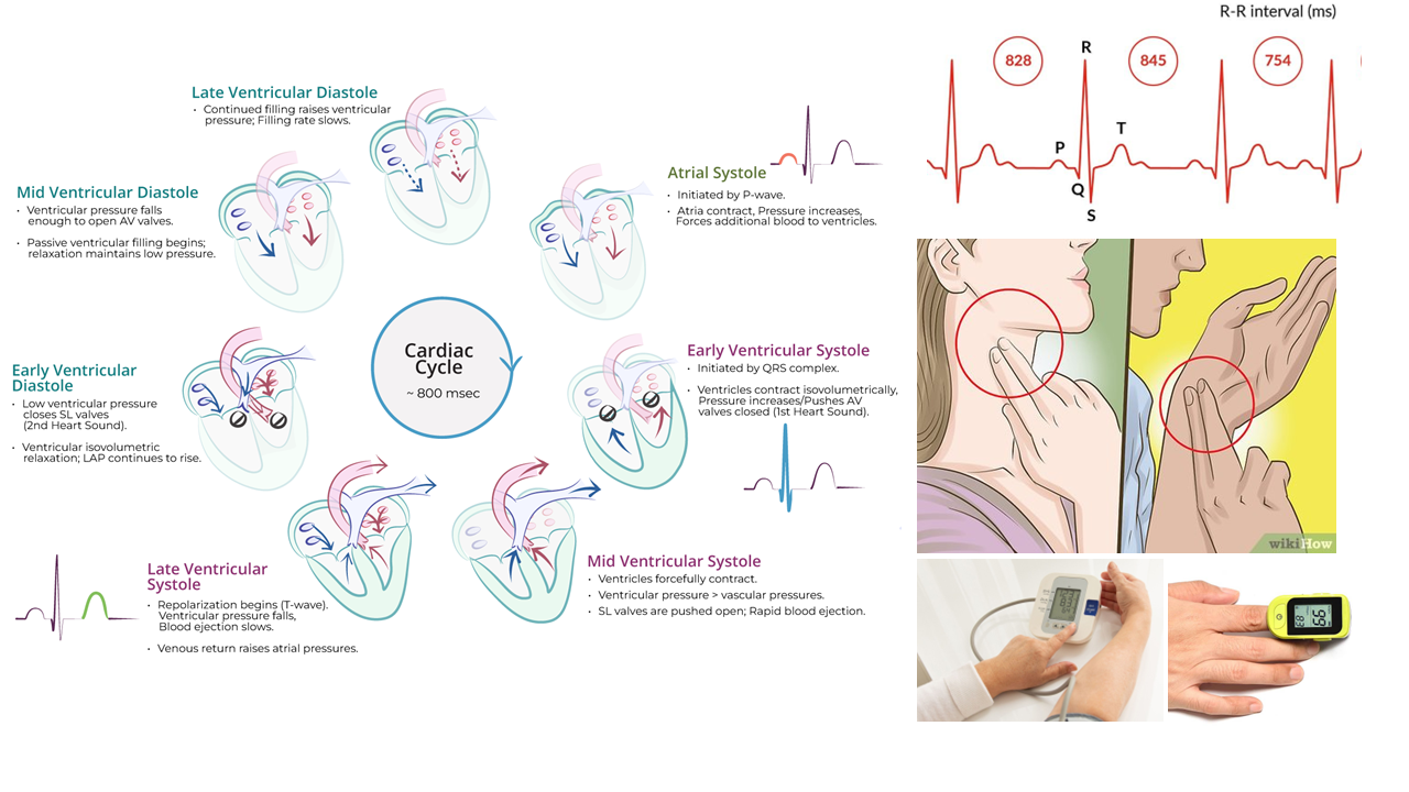 Introduction Heart Rate and Pulse Rate